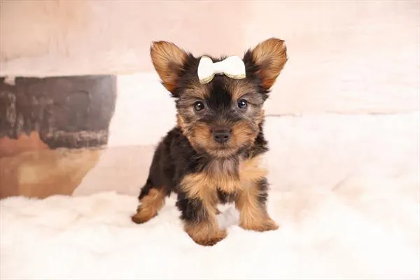 Female Silky Terrier puppy named Bunni for sale at Pet Express Braintree.