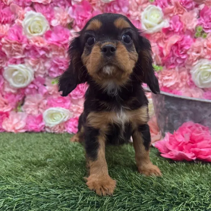 Male Cavalier King Charles Spaniel Puppy for Sale in Saugus, MA
