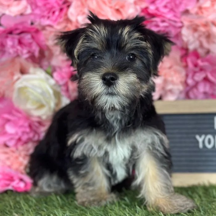 Female Yorkie-Poo 2Nd Gen puppy named Ella for sale at Pet Express Saugus.