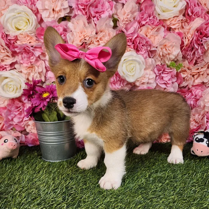 Female Pembroke Welsh Corgi puppy named Raya for sale at Pet Express Braintree.