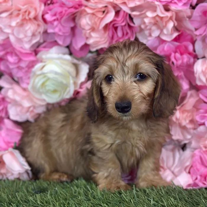 Male Dachshund puppy named Fuego for sale at Pet Express Saugus.