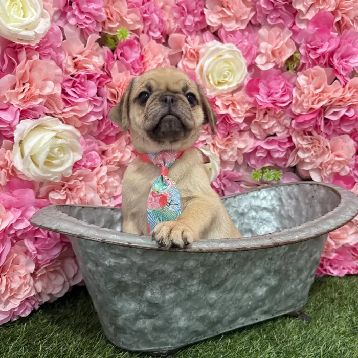 Male Pug Puppy for Sale in Braintree, MA