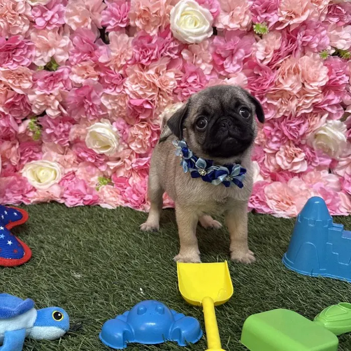 Female Pug Puppy for Sale in Braintree, MA