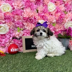 Female Malti-Poo 2Nd Gen puppy named Bia for sale at Pet Express Braintree.