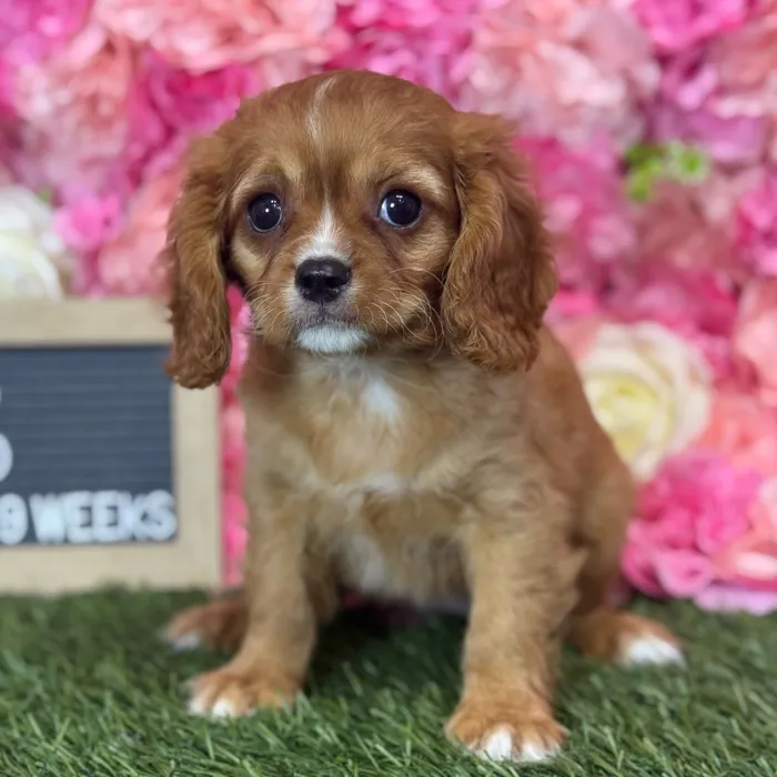 Female Cavapoo 2Nd Gen puppy named Rosalind for sale at Pet Express Saugus.