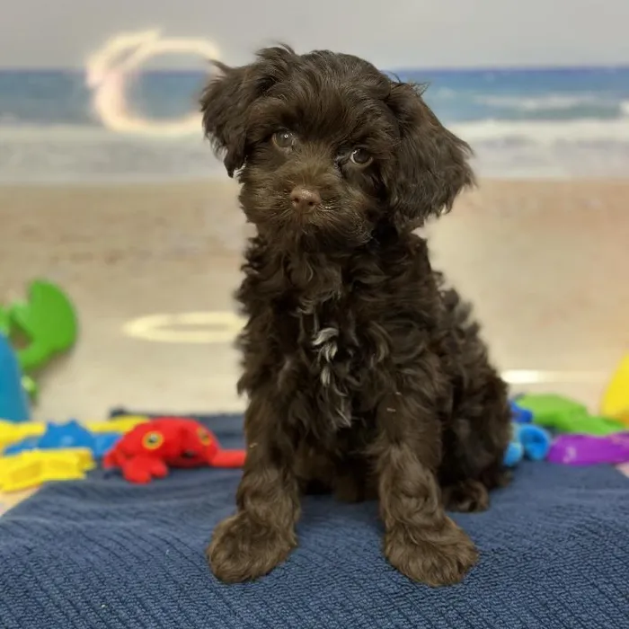 Male Havapoo Puppy for Sale in Saugus, MA