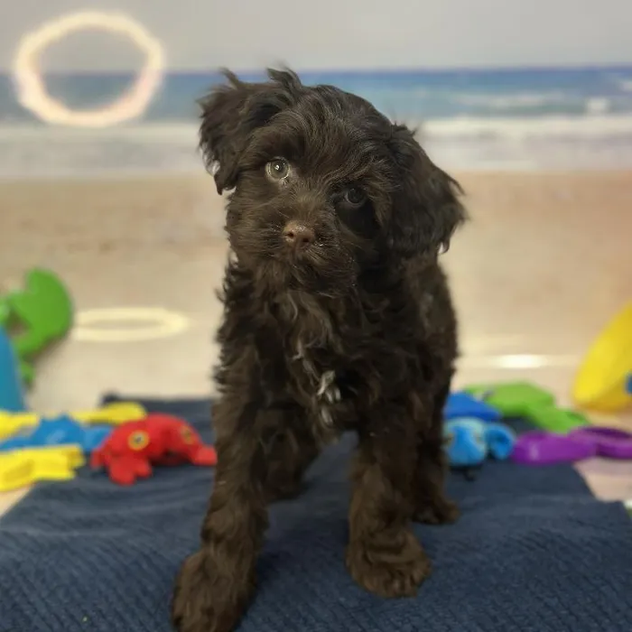 Male Havapoo Puppy for Sale in Saugus, MA
