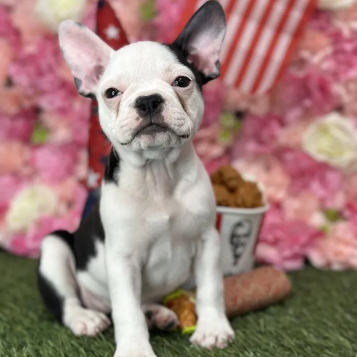 Female Froston Puppy for Sale in Saugus, MA