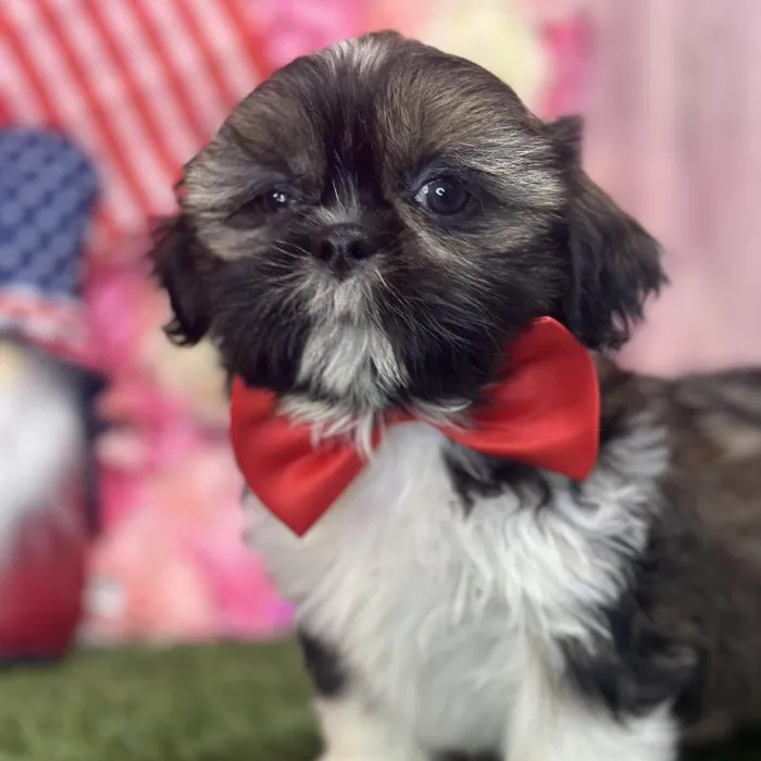 Male Shih Tzu Puppy for Sale in Saugus, MA