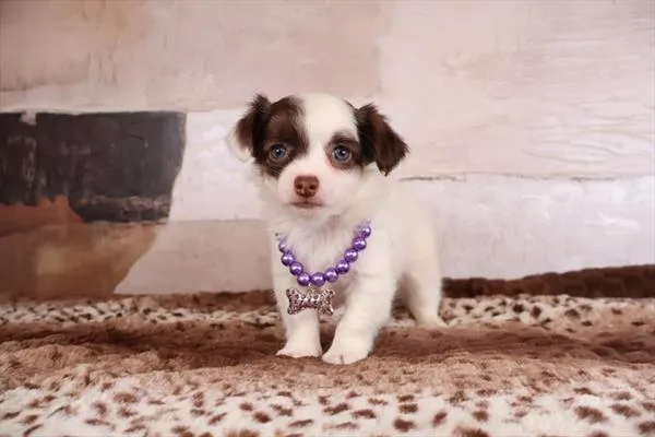 Female Chihuahua puppy named Gidget for sale at Pet Express Saugus.