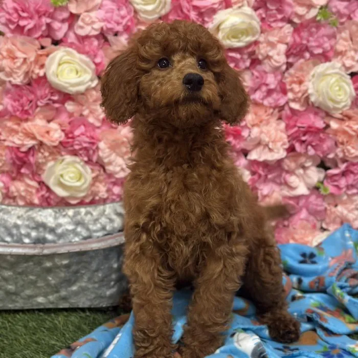 Male Mini Irishdoodle 2nd Gen Puppy for Sale in Saugus, MA
