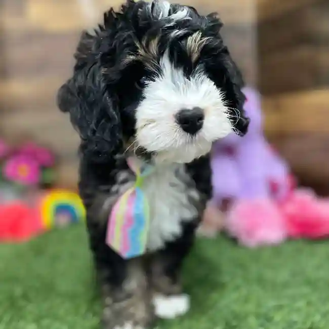 Male Mini Bernedoodle 2nd Gen Puppy for Sale in Braintree, MA