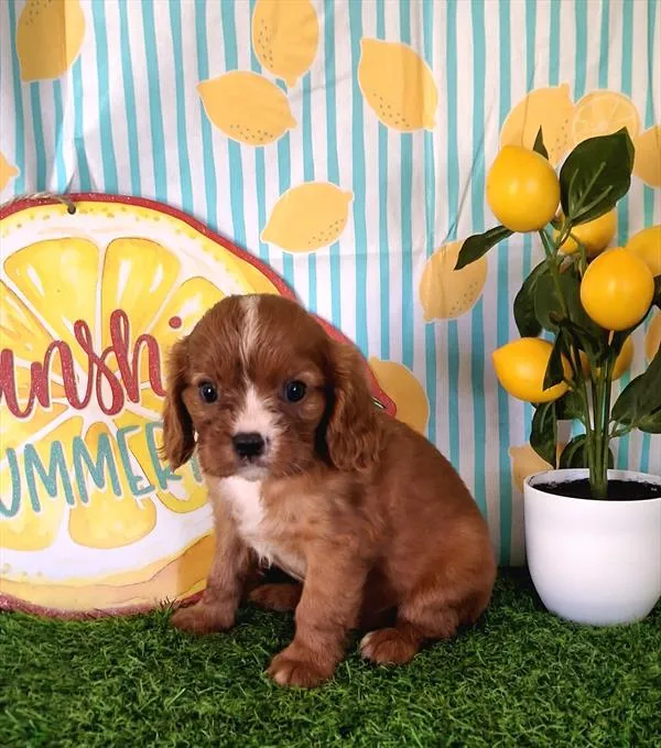 Male Cavalier King Charles Spaniel puppy named Peter for sale at Pet Express Saugus.