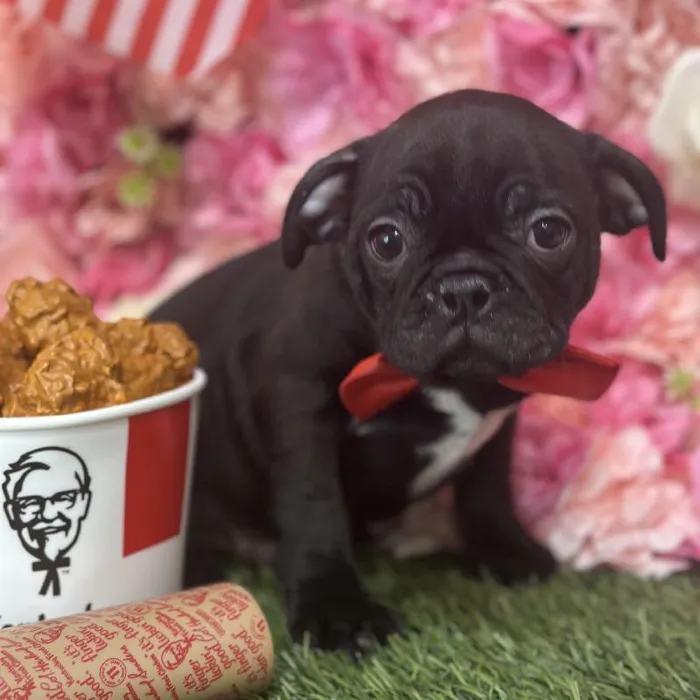 Male Bugg Puppy for Sale in Saugus, MA