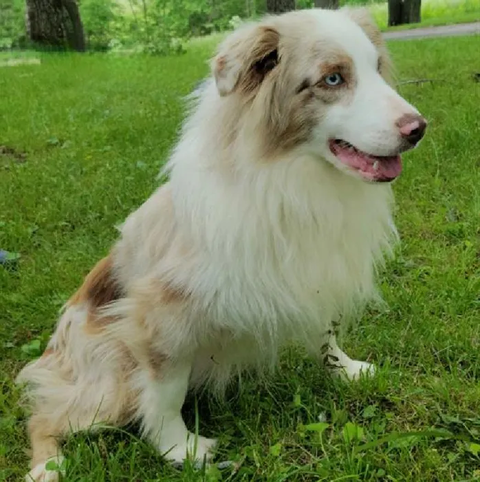 Male Miniature Australian Shepherd Puppy for Sale in Saugus, MA