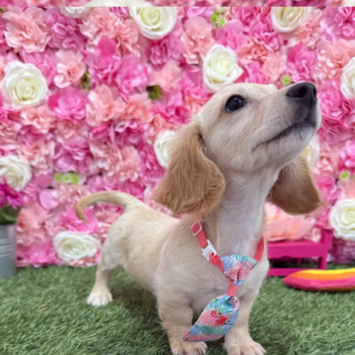 Male Dachshund Puppy for Sale in Braintree, MA