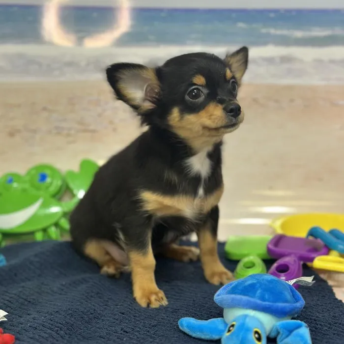 Male Chihuahua Puppy for Sale in Saugus, MA