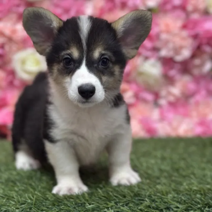Female Pembroke Welsh Corgi Puppy for Sale in Saugus, MA