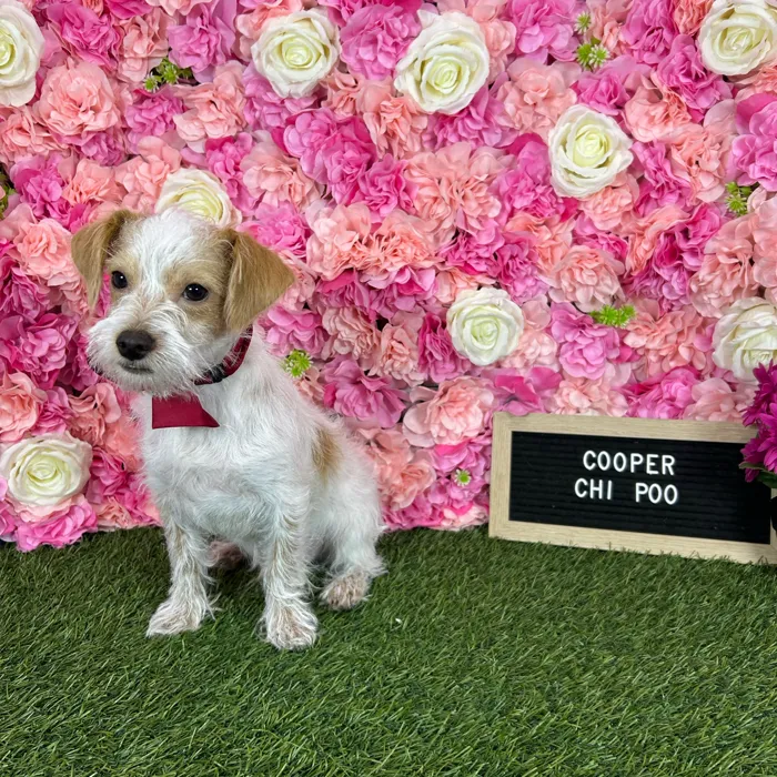 Male Chi-Poo puppy named Cooper for sale at Pet Express Braintree.