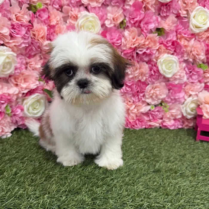 Female Shih Tzu Puppy for Sale in Braintree, MA