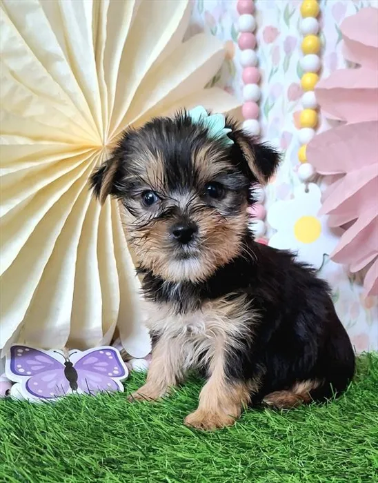 Female Yorkie-Poo 2Nd Gen puppy named Aubrey for sale at Pet Express Braintree.