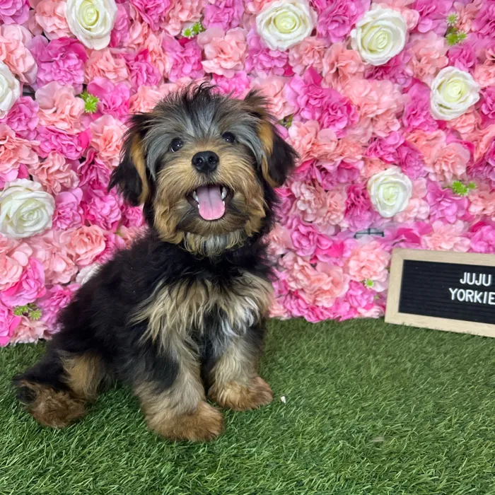Male Yorkshire Terrier puppy named Juju for sale at Pet Express Braintree.