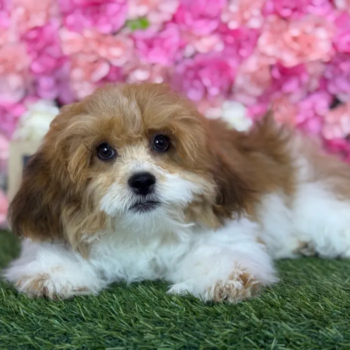 Male Lhasa-Poo puppy named Skipper for sale at Pet Express Saugus.