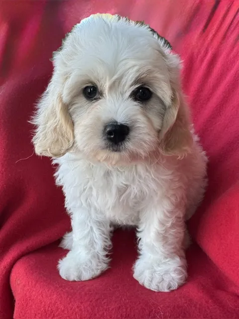 Female Cavachon puppy named Gallina for sale at Pet Express Saugus.