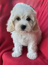 Female Cavachon puppy named Gallina for sale at Pet Express Saugus.