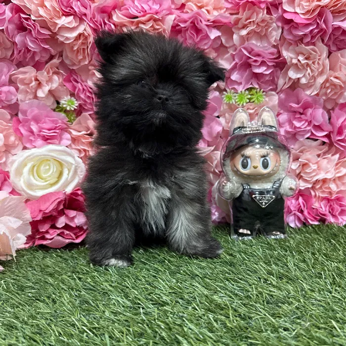 Female Shiranian Puppy for Sale in Braintree, MA