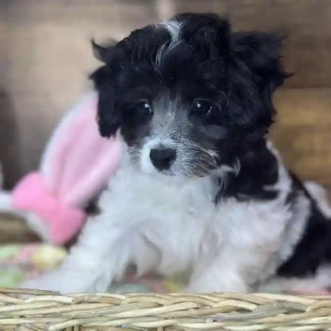 Female Yorkie-Poo 2nd Gen Puppy for Sale in Saugus, MA