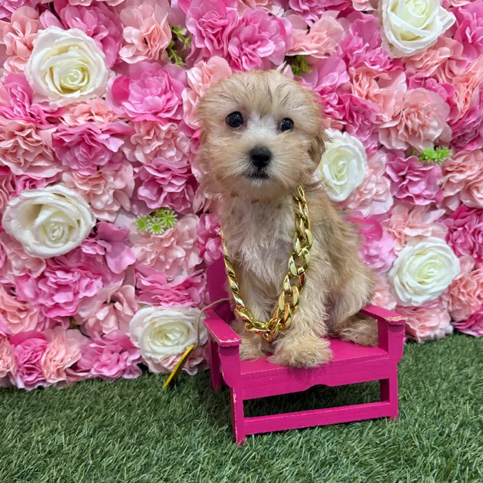 Male Morkie Puppy for Sale in Braintree, MA