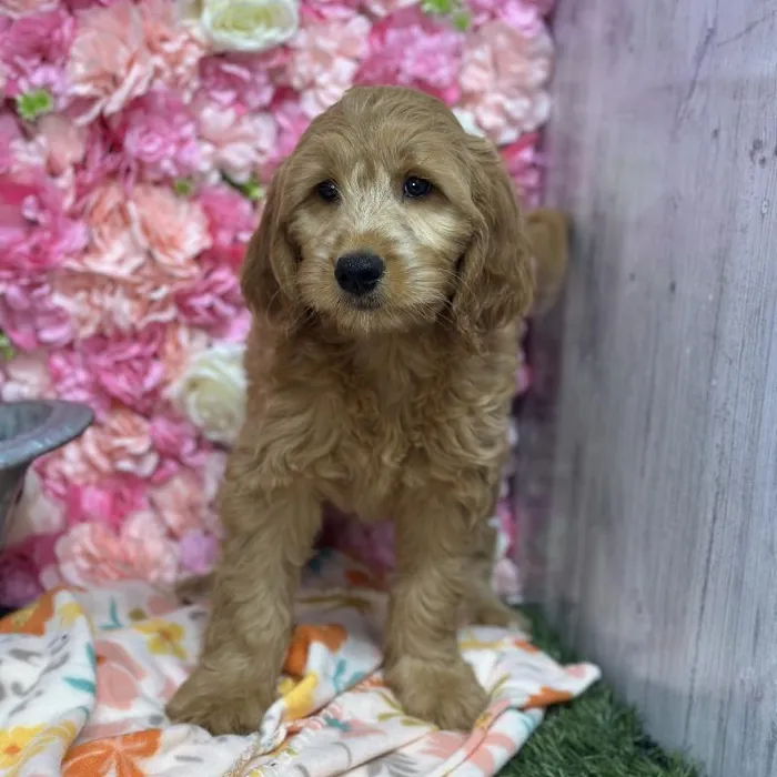 Female Mini Goldendoodle (Moyen) Puppy for Sale in Saugus, MA