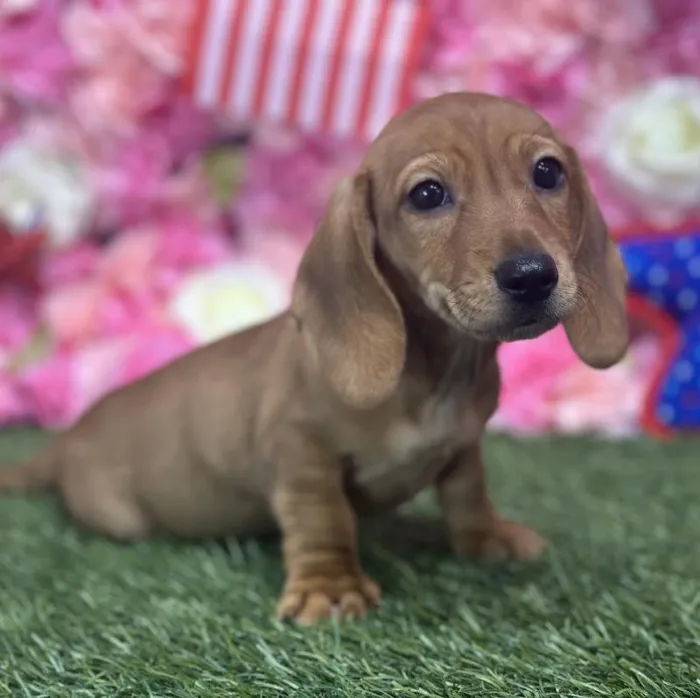 Male Dachshund Puppy for Sale in Saugus, MA