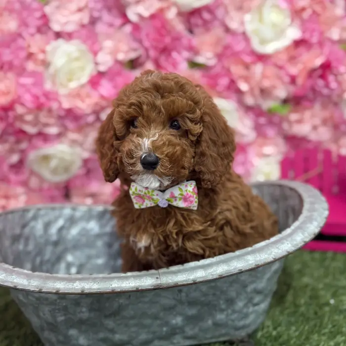 Male Poodle Moyen (Medium) Puppy for Sale in Braintree, MA
