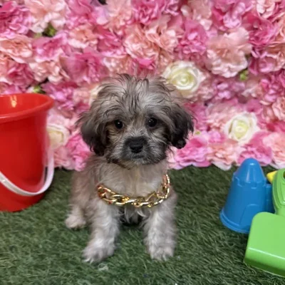 Male Shih-Poo Puppy for Sale in Saugus, MA