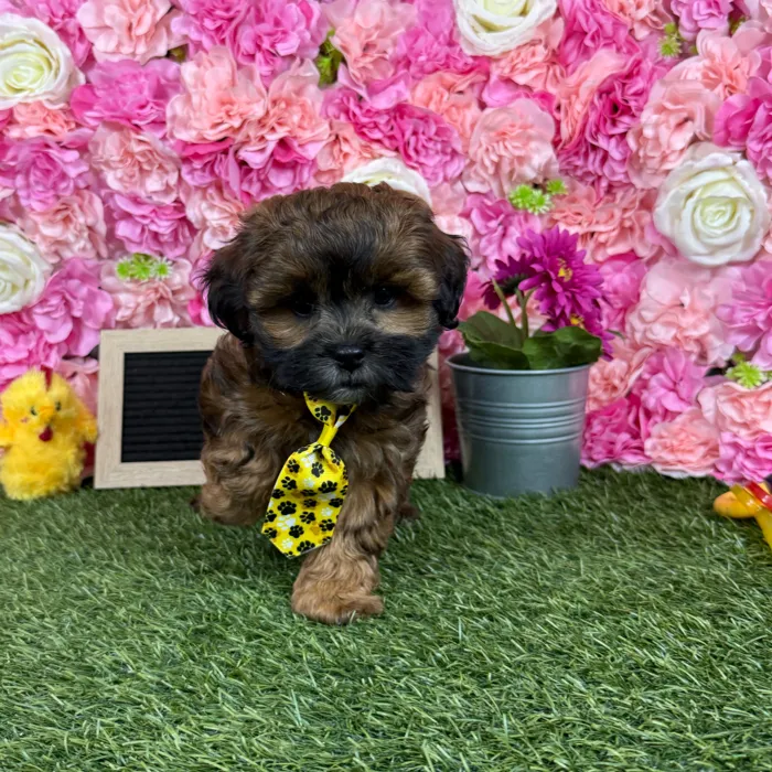 Male Shih-Poo puppy named Reese for sale at Pet Express Braintree.