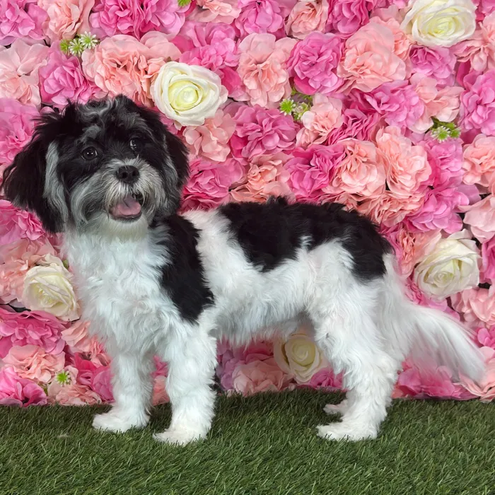 Male Lhatese puppy named Ritchie for sale at Pet Express Saugus.