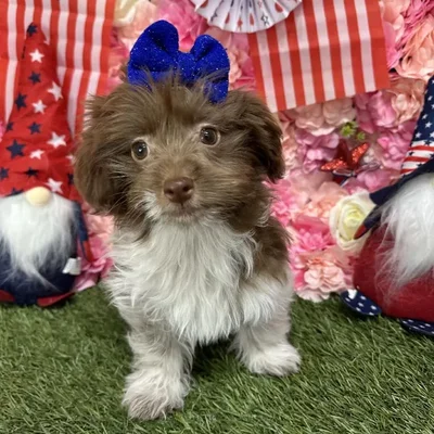Female Havanese Puppy for Sale in Saugus, MA