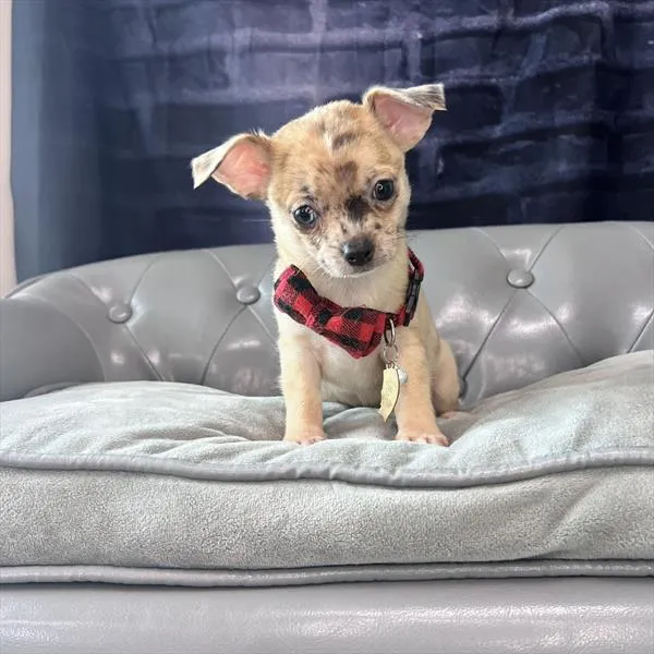 Male Chihuahua puppy named Joelito for sale at Pet Express Braintree.