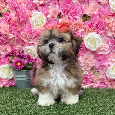 Female Lhasa Apso Puppy for Sale in Braintree, MA