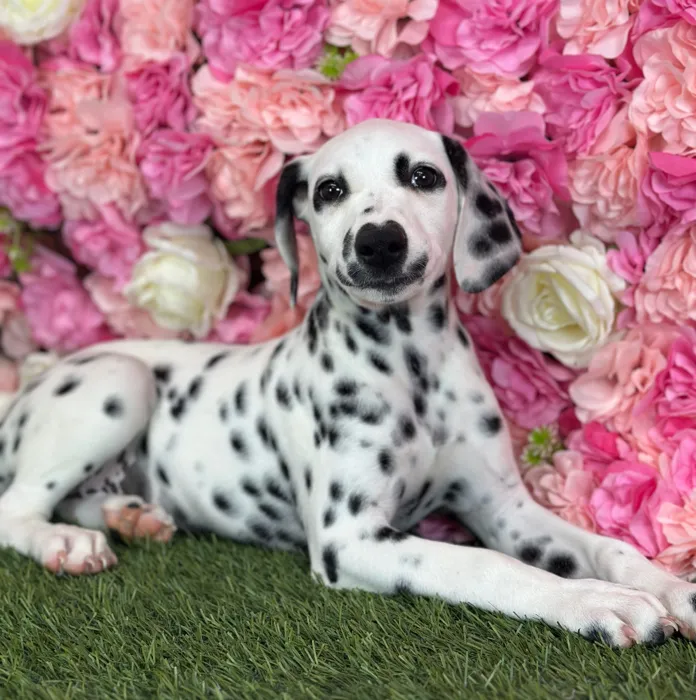 Female Dalmatian puppy named Lemon for sale at Pet Express Saugus.
