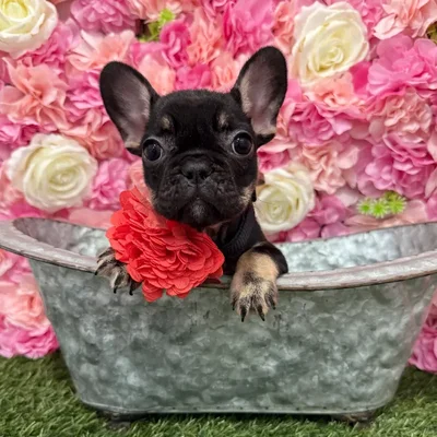 Female French Bulldog Puppy for Sale in Braintree, MA