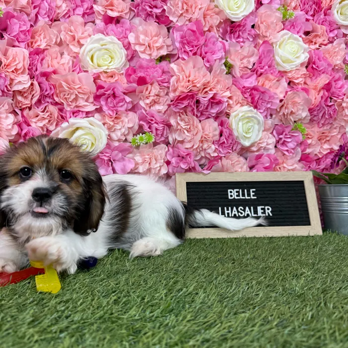 Female Lhasalier puppy named Belle for sale at Pet Express Braintree.