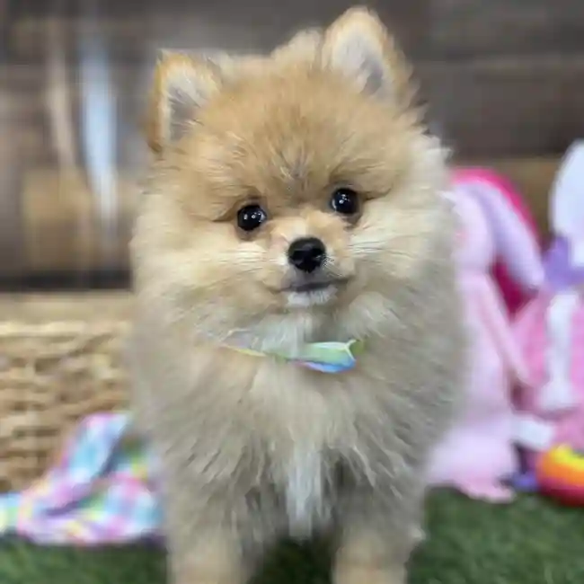Male Pomeranian Puppy for Sale in Saugus, MA