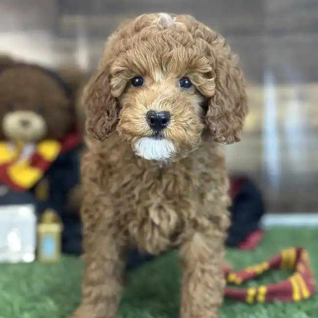 Male Poodle Moyen (Medium) Puppy for Sale in Saugus, MA