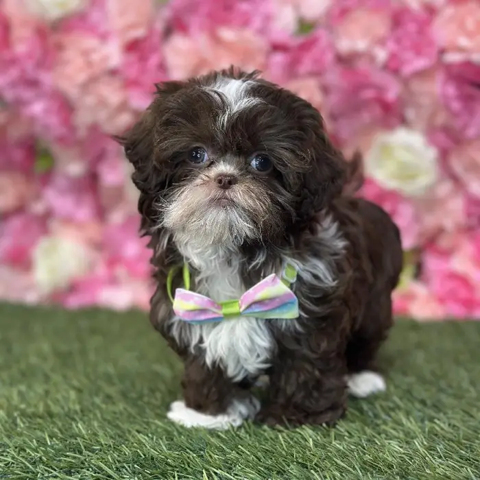 Male Shih-Poo Puppy for Sale in Saugus, MA