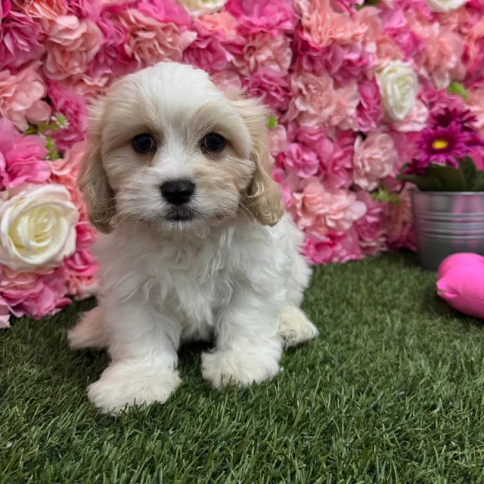 Male Cavachon Puppy for Sale in Braintree, MA