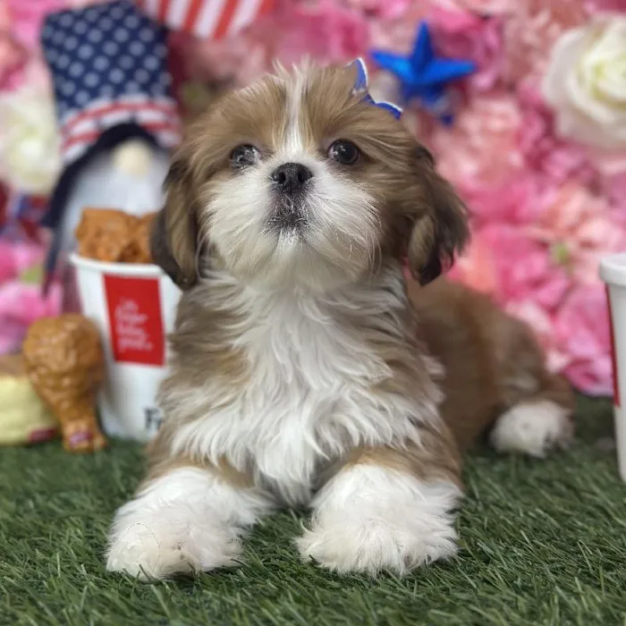 Female Lhasa Apso Puppy for Sale in Saugus, MA