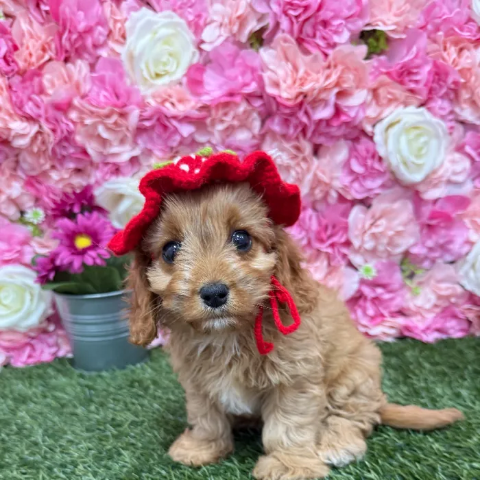 Female Cavapoo 2nd Gen Puppy for Sale in Braintree, MA